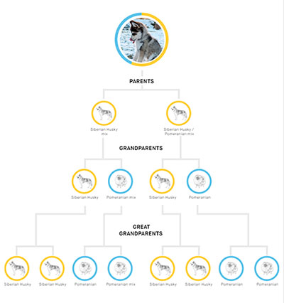 North's pomsky pedigree chart